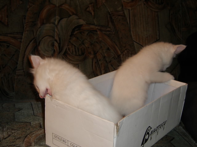 Gatti